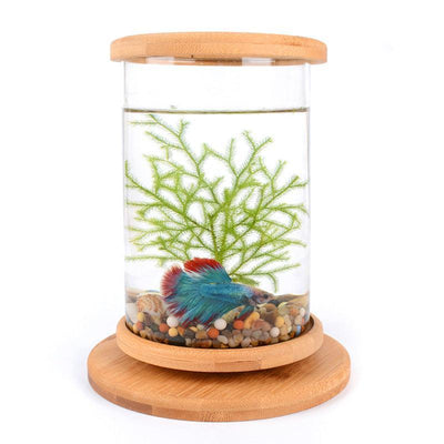 Bamboo Base Mini Glass Aquarium